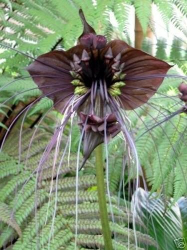 5 flower  Seeds Tacca chantrieri Black Bat  #SRPY81