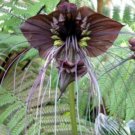 5 flower  Seeds Tacca chantrieri Black Bat  #SRPY81