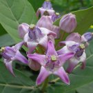 10 seeds Calotropis gigantea Blue Crown Flower. fast growing  #SRPY81