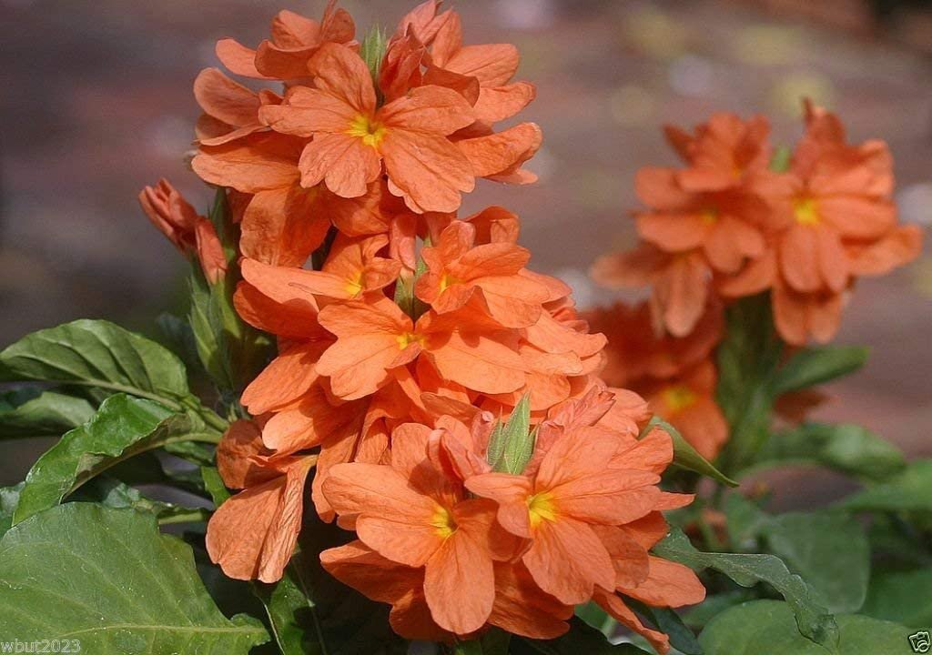 10 Seeds Orange Marmalade Multi-use Ornamental     #SRPY81