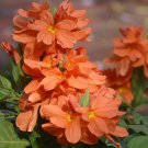 10 Seeds Orange Marmalade Multi-use Ornamental     #SRPY81