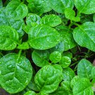 10 seeds Basella alba  Indian Malabar Spinach    #SRPY81
