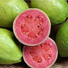 10 fruit seeds Tropical Apple Guava Psidium guajava , easy to grow    #SRPY81