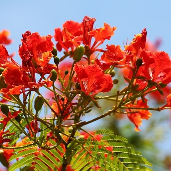 10 seeds Delonix regia Flame Tree blooms as bonsai #SRPY81