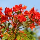 10 seeds Delonix regia Flame Tree blooms as bonsai  #SRPY81