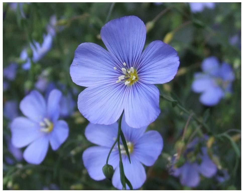 50 flower seeds Blue Flax Flower Drought Tolerant Annual Bright     #SRPY81