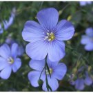 50 flower seeds Blue Flax Flower Drought Tolerant Annual Bright     #SRPY81