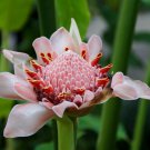 10 seeds  Pink Etlingera elatior Torch Ginger  , easy to grow   #SRPY81