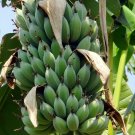 5 seeds Musa acuminata Growers Favorite Rare Banana    #SRPY81