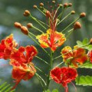 5 Seeds Red Flower  Caesalpinia pulcherrima Dwarf Poinciana     #SRPY81