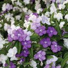 5 seeds Brunfelsia Floribunda Yesterday Today Tomorrow    #SRPY81