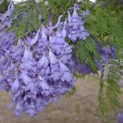 10 flower seeds purple Jacaranda mimosifolia     #SRPY81