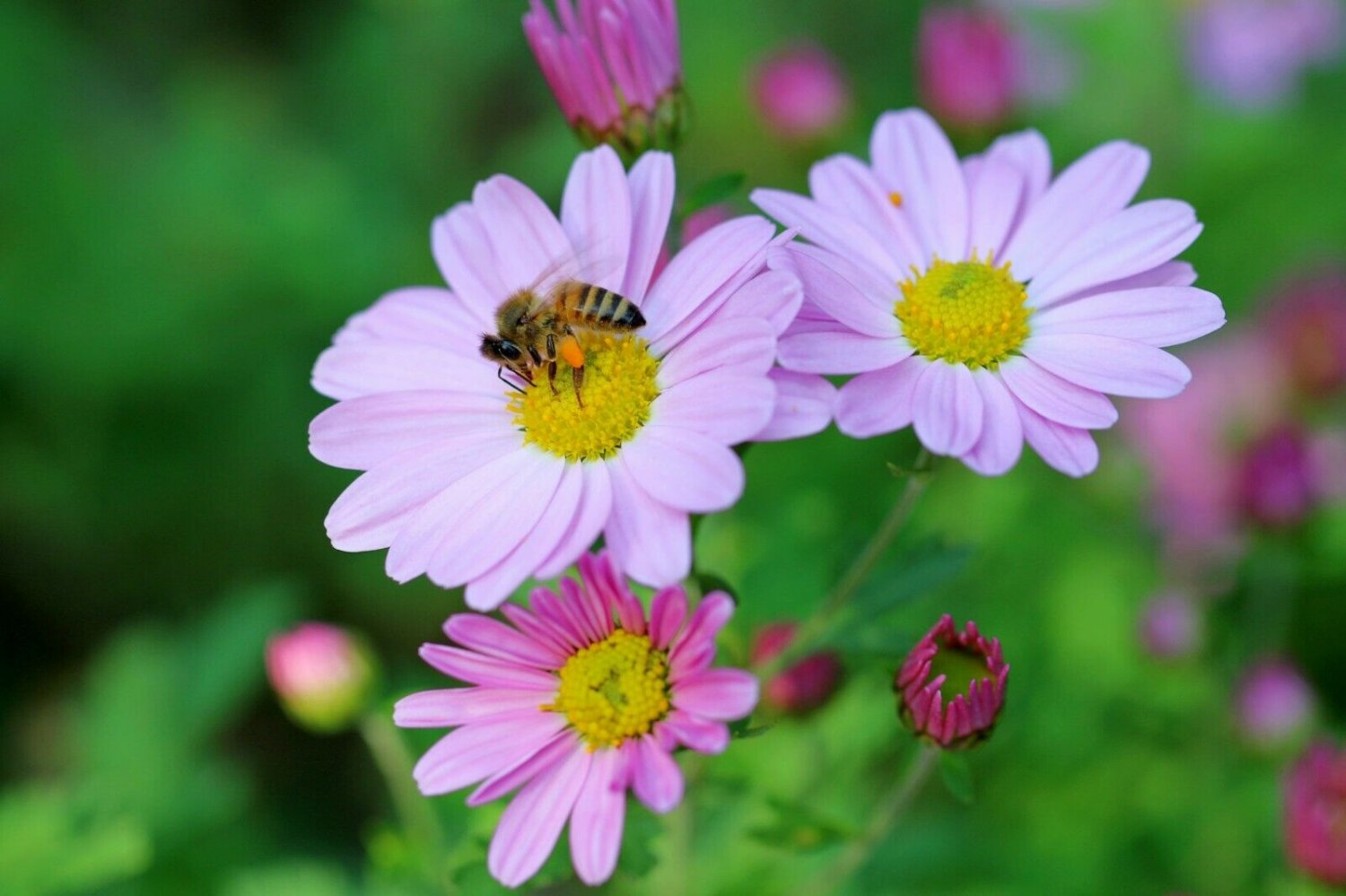 40 flowwer Seeds Cosmos Sensation  colorful annuual     #SRPY81