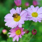 40 flowwer Seeds Cosmos Sensation  colorful annuual     #SRPY81