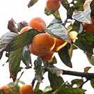 5 seeds Diospyros montana var cordifolia Mottled Ebony     #SRPY81