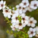20 Seeds Leptospermum scoparium Manuka, easy to  grow    #SRPY81