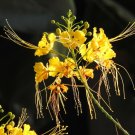 5 Flowers Seeds Gul Mohur  Stunning White     #SRPY81