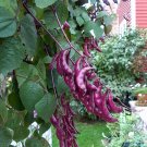 10 Seeds Purple Flowers Lablab purpureus Hyacinth Tropical Bean       #SRPY81