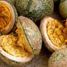 10 Seeds Voacanga Tropical Plant Rare     #SRPY81