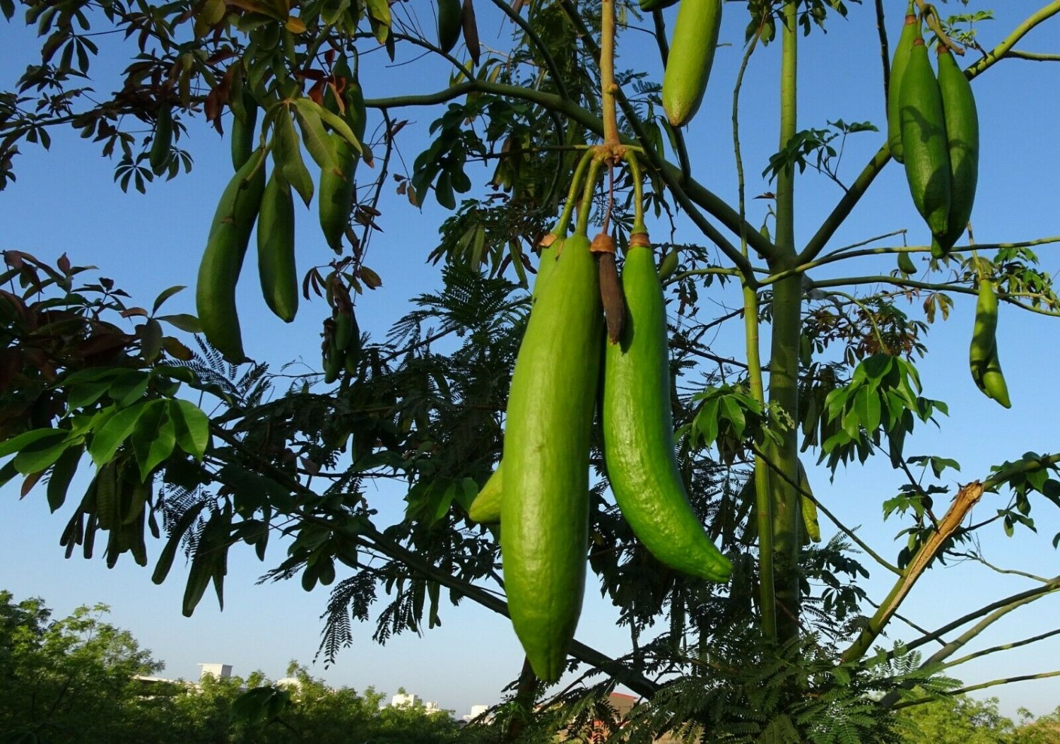 20 Seeds  Ceiba pentandra  Silk Cotton Tropical Tree      #SRPY81