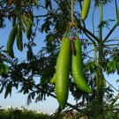 20 Seeds  Ceiba pentandra  Silk Cotton Tropical Tree      #SRPY81