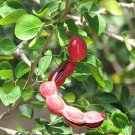 10 seeds Pithecellobium dulce  Manila Tamarind Madras Thorn       #SRPY81