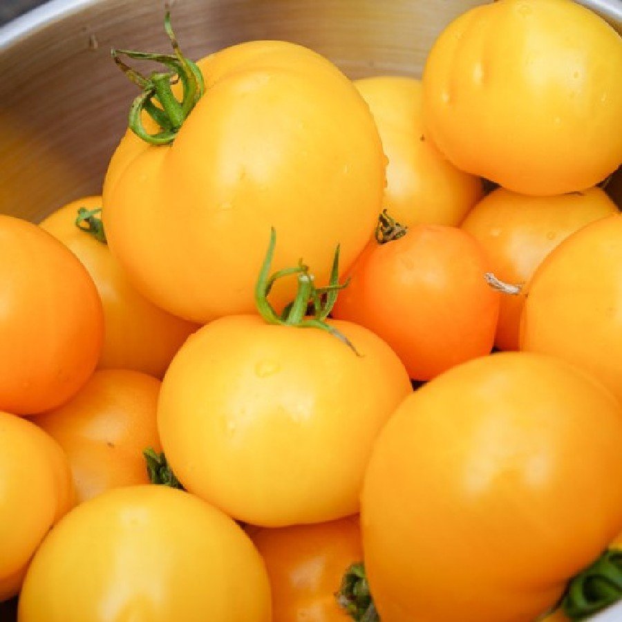 20 Vegetable SeedsYellow Jubilee Tomato  Heirloom     #SRPY81