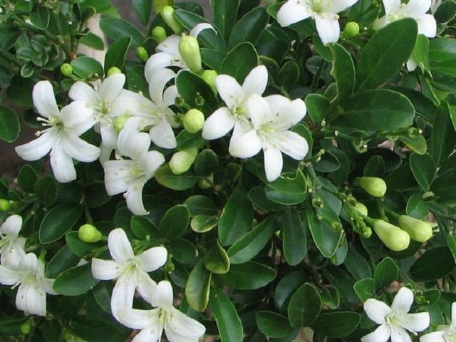 5 flower seeds  Murraya paniculate Orange Jasmine, easy to grow     #SRPY81
