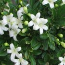 5 flower seeds  Murraya paniculate Orange Jasmine, easy to grow     #SRPY81