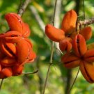 5 seeds Sterculia villosa Elephant Rope Tree Tropical     #SRPY81