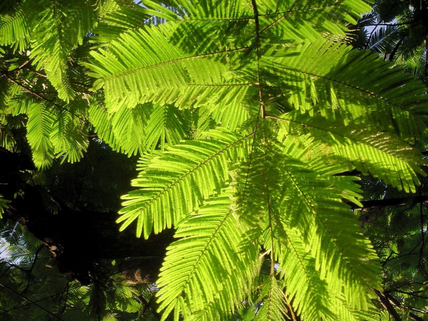 10 Seeds Enterolobium cyclocarpum Earpod tree Rare   #SRPY81