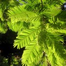 10 Seeds Enterolobium cyclocarpum Earpod tree Rare   #SRPY81
