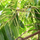 3 seeds Elaeocarpus ganitrus Blue Olive Tree Seeds Rare #SRPY81
