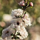 20 flower seeds Leptospermum scoparium Manuka Tea Tree      #SRPY81