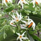 5 seeds Nyctanthes arbor tristis Coral Jasmine       #SRPY81