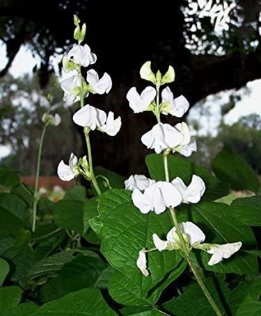 5 seeds Dolichos Lablab Alba White Hyacinth Bean heirloom    #SRPY81