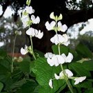 5 seeds Dolichos Lablab Alba White Hyacinth Bean heirloom    #SRPY81