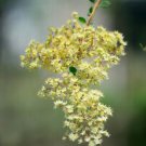 20 seeds Tattoo Plant Lawsonia inermis   henna     #SRPY81