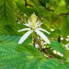 5 Seeds  Grewia optiva  Rare Tropical Tree #SRPY81