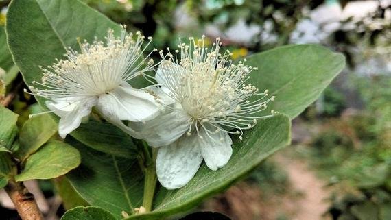 10 fruit Seeds  Tropical Pear Guava Psidium guajava   #SRPY81