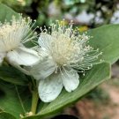10 fruit Seeds  Tropical Pear Guava Psidium guajava   #SRPY81