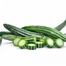5 seeds Trichosanthes cucumerina anguina Snake Gourd  #SRPY81