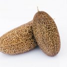 10 seeds Cucumis sativus var. sikkimensis  Rusty Cucumber   #SRPY81