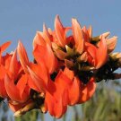 5 seeds Butea Monosperma Flame of the Forest    #SRPY81