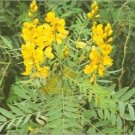 10 Seeds Cassia angustifolia Senna Alexandrina     #SRPY81