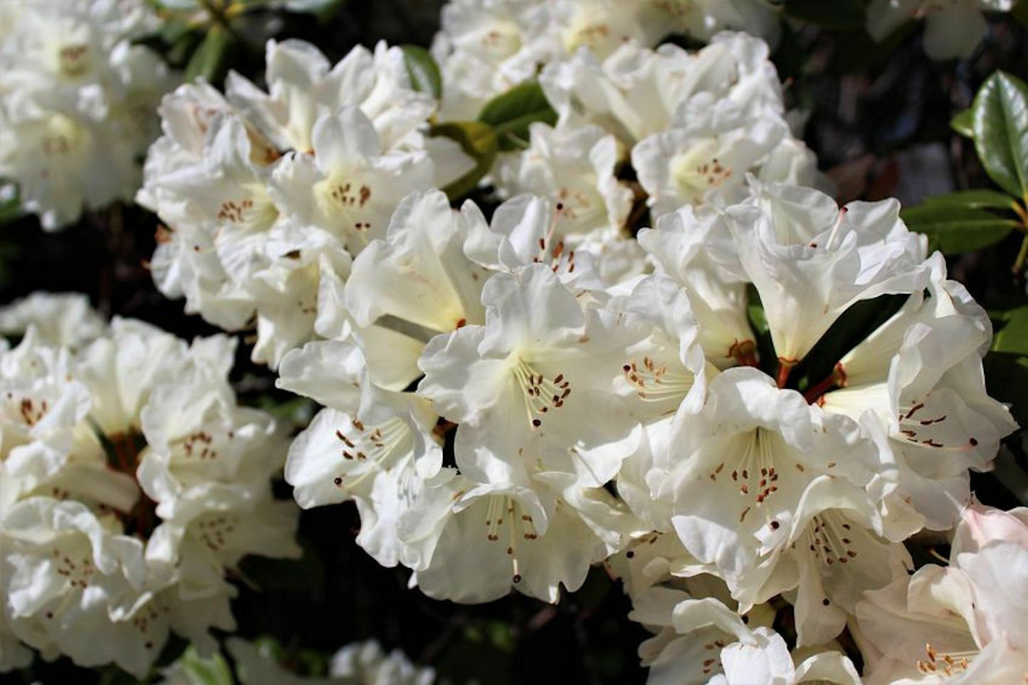 20 flower Seeds white  Rhododendron griffithianum Profusion o  #SRPY81