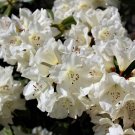 20 flower Seeds white  Rhododendron griffithianum Profusion o  #SRPY81