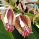 10 seeds Elettaria cardamomum True cardamom   #SRPY81