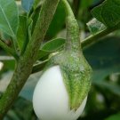 10 seeds Ornamental Eggplant Golden Eggs Unique Golden   #SRPY81