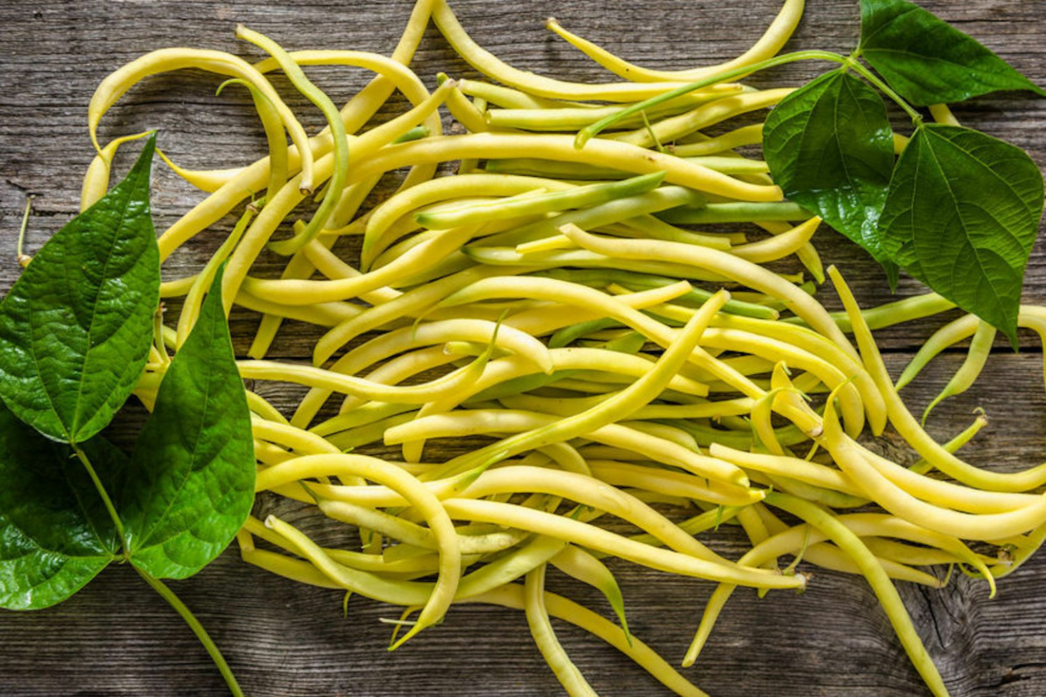 50 Seeds Top notch Golden Bush Bean, easy to grow #SRPY81